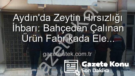 Aydın’da Şok Eden Zeytin Hırsızlığı: Bahçeden Fabrikaya Uzanan Zincir Çökertildi