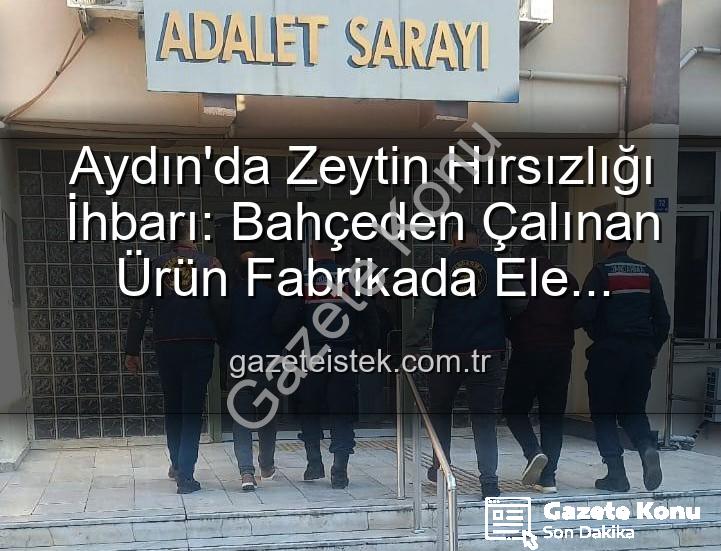 zeytin hırsızlığı - Aydın'da Şok Eden Zeytin Hırsızlığı: Bahçeden Fabrikaya Uzanan Zincir Çökertildi
