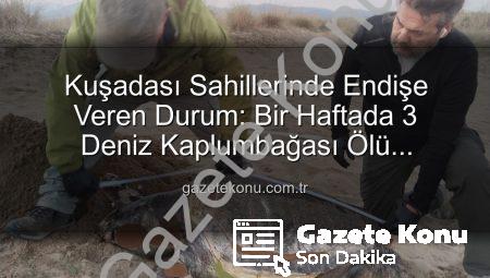 Kuşadası Sahillerinde Endişe Veren Durum: Bir Haftada 3 Deniz Kaplumbağası Ölü Bulundu!