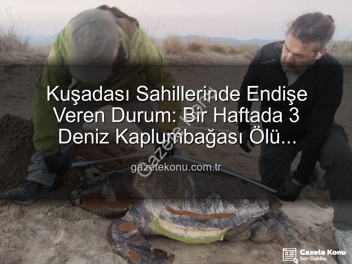 deniz kaplumbağası - Kuşadası Sahillerinde Endişe Veren Durum: Bir Haftada 3 Deniz Kaplumbağası Ölü Bulundu!