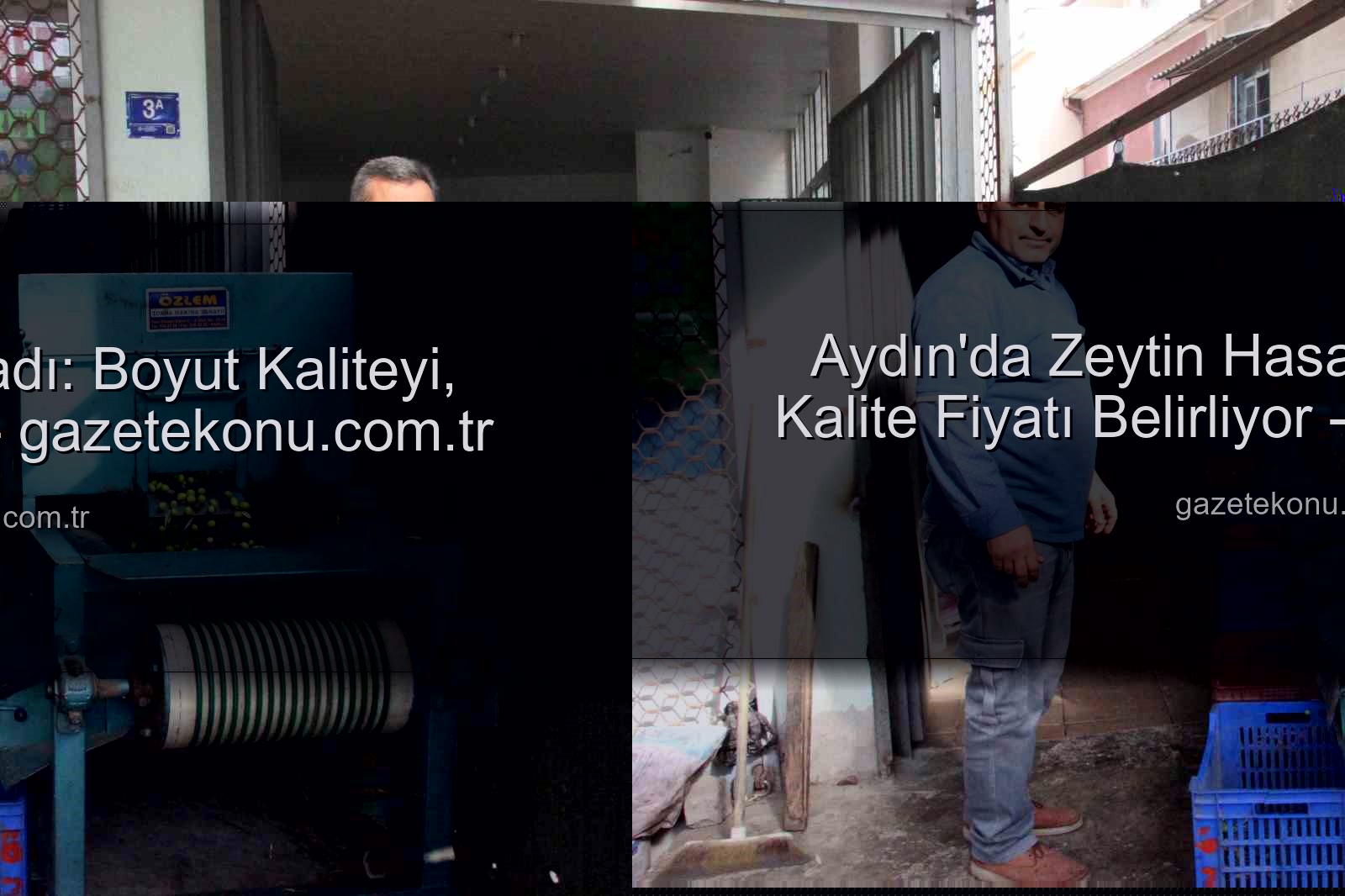Aydın zeytin hasadı - Aydın'da Zeytin Hasadı: Boyut Kaliteyi, Kalite Fiyatı Belirliyor - gazetekonu.com.tr