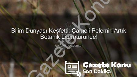 Bilim Dünyası Keşfetti: Çameli Pelemiri Artık Botanik Literatüründe!