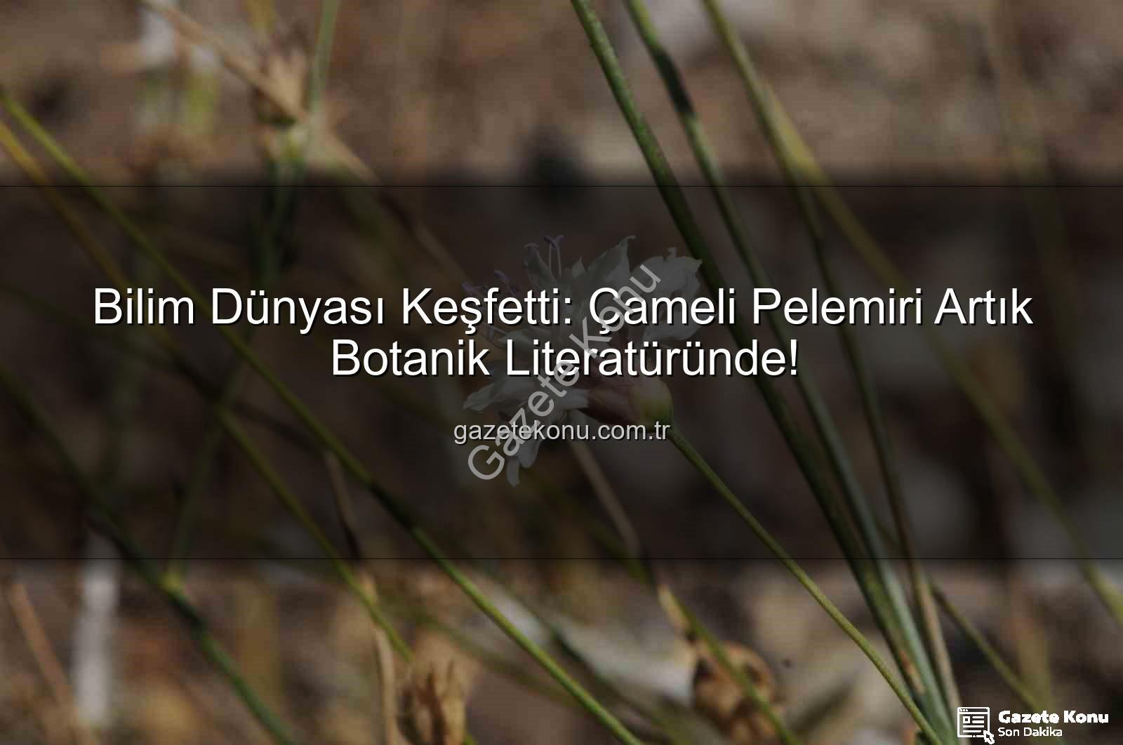 Çameli pelemiri - Bilim Dünyası Keşfetti: Çameli Pelemiri Artık Botanik Literatüründe!