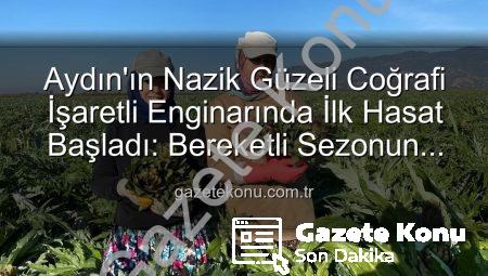 Aydın’ın Nazik Güzeli Coğrafi İşaretli Enginarında İlk Hasat Başladı: Bereketli Sezonun Müjdesi