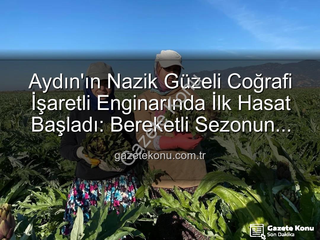 Aydın Enginarı - Aydın'ın Nazik Güzeli Coğrafi İşaretli Enginarında İlk Hasat Başladı: Bereketli Sezonun Müjdesi