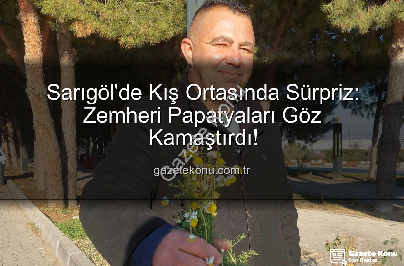 zemheri papatyaları - Sarıgöl'de Kış Ortasında Sürpriz: Zemheri Papatyaları Göz Kamaştırdı!