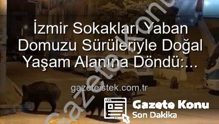 İzmir Sokakları Yaban Domuzu Sürüleriyle Dolanıyor: Vatandaşlar Tedirgin, Yetkililere Çağrı Var