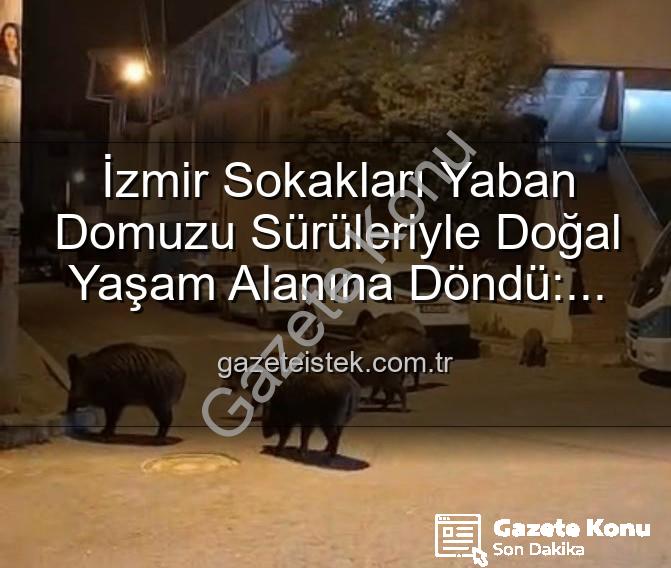 yaban domuzu - İzmir Sokakları Yaban Domuzu Sürüleriyle Dolanıyor: Vatandaşlar Tedirgin, Yetkililere Çağrı Var